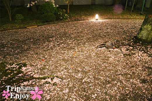 樱の物语、花见关西12日游(京都篇上集D1~D2)-东寺,西本愿寺,二条城,大阪