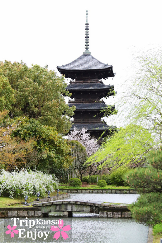 樱の物语、花见关西12日游(京都篇上集D1~D2)-东寺,西本愿寺,二条城,大阪