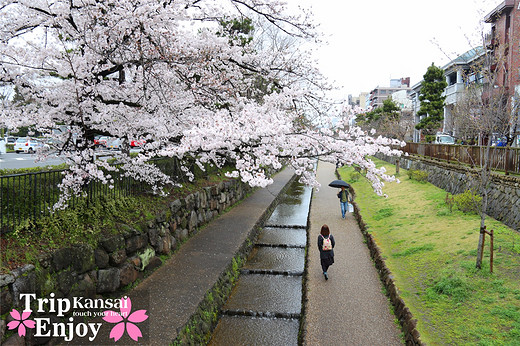 樱の物语、花见关西12日游(京都篇上集D1~D2)-东寺,西本愿寺,二条城,大阪