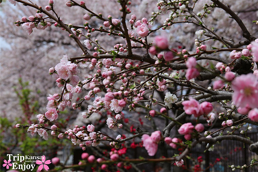 樱の物语、花见关西12日游(大阪篇上集~D5)-京都,通天阁,心斋桥,大阪城,大阪城公园