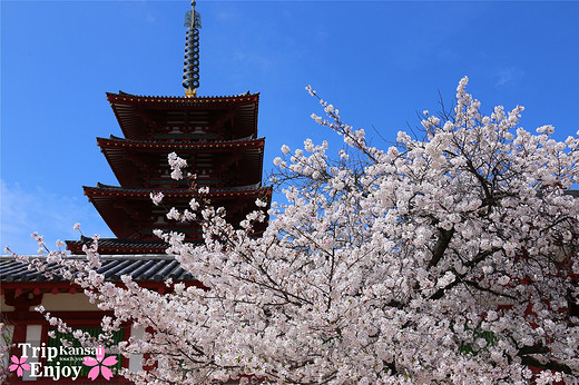 樱の物语、花见关西12日游(大阪篇上集~D5)-京都,通天阁,心斋桥,大阪城,大阪城公园