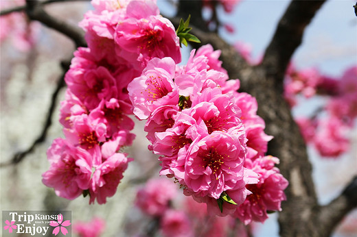 樱の物语、花见关西12日游(大阪篇上集~D5)-京都,通天阁,心斋桥,大阪城,大阪城公园