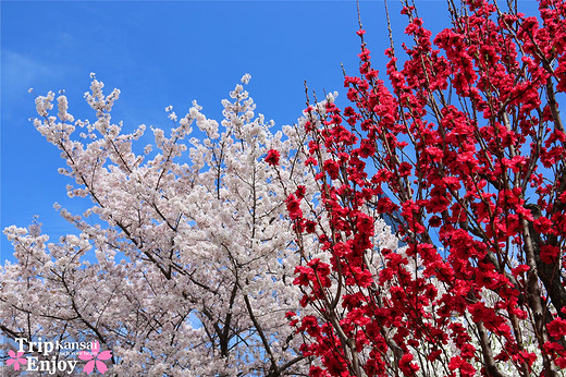 樱の物语、花见关西12日游(大阪篇上集~D5)-京都,通天阁,心斋桥,大阪城,大阪城公园