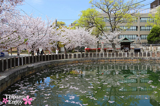 樱の物语、花见关西12日游(大阪篇上集~D5)-京都,通天阁,心斋桥,大阪城,大阪城公园