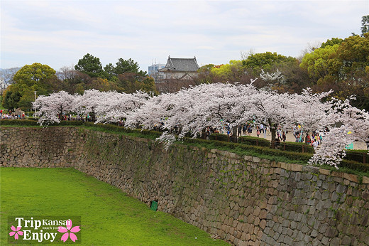 樱の物语、花见关西12日游(大阪篇上集~D5)-京都,通天阁,心斋桥,大阪城,大阪城公园