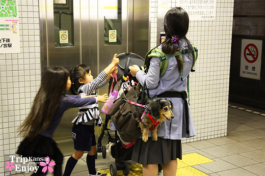 樱の物语、花见关西12日游(大阪篇上集~D5)-京都,通天阁,心斋桥,大阪城,大阪城公园