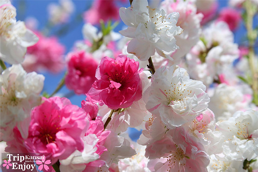 樱の物语、花见关西12日游(大阪篇上集~D5)-京都,通天阁,心斋桥,大阪城,大阪城公园