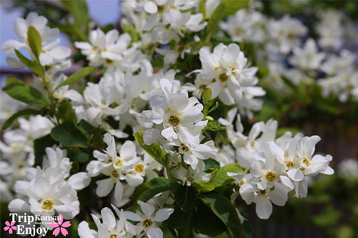 樱の物语、花见关西12日游(大阪篇上集~D5)-京都,通天阁,心斋桥,大阪城,大阪城公园