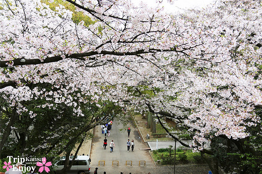 樱の物语、花见关西12日游(大阪篇上集~D5)-京都,通天阁,心斋桥,大阪城,大阪城公园