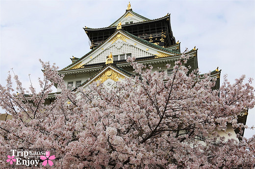 樱の物语、花见关西12日游(大阪篇上集~D5)-京都,通天阁,心斋桥,大阪城,大阪城公园