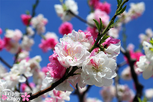 樱の物语、花见关西12日游(大阪篇上集~D5)-京都,通天阁,心斋桥,大阪城,大阪城公园