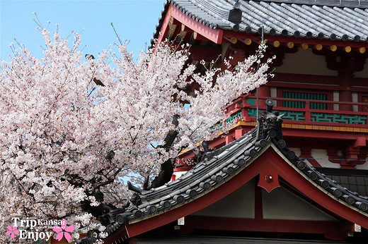 樱の物语、花见关西12日游(大阪篇上集~D5)-京都,通天阁,心斋桥,大阪城,大阪城公园