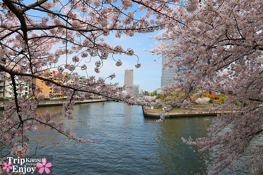 樱の物语、花见关西12日游(大阪篇上集~D5)-京都,通天阁,心斋桥,大阪城,大阪城公园