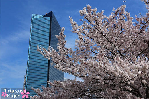 樱の物语、花见关西12日游(大阪篇上集~D5)-京都,通天阁,心斋桥,大阪城,大阪城公园