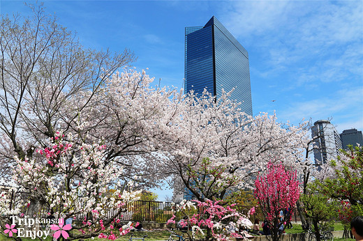 樱の物语、花见关西12日游(大阪篇上集~D5)-京都,通天阁,心斋桥,大阪城,大阪城公园