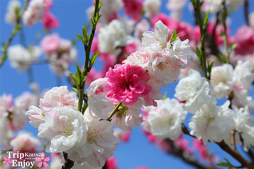 樱の物语、花见关西12日游(大阪篇上集~D5)-京都,通天阁,心斋桥,大阪城,大阪城公园