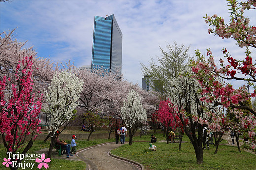 樱の物语、花见关西12日游(大阪篇上集~D5)-京都,通天阁,心斋桥,大阪城,大阪城公园