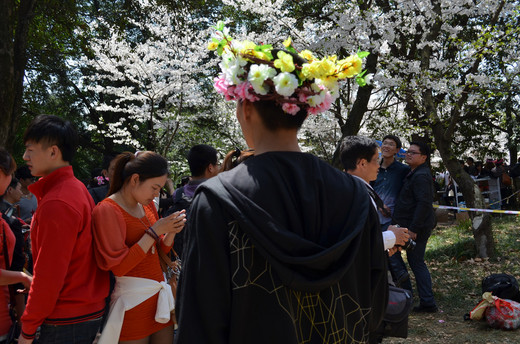 樱花季 醉人意，记那一年去武大看樱花的日子-武汉大学,武汉