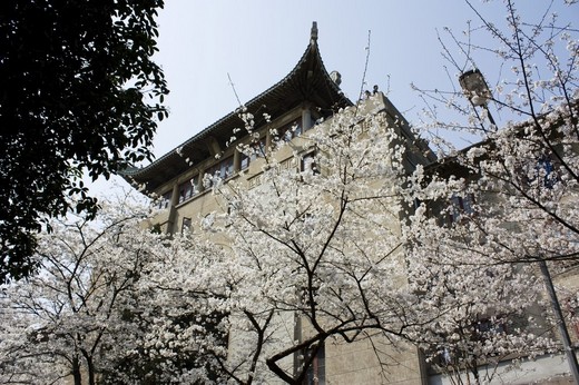 樱花季 醉人意，记那一年去武大看樱花的日子-武汉大学,武汉