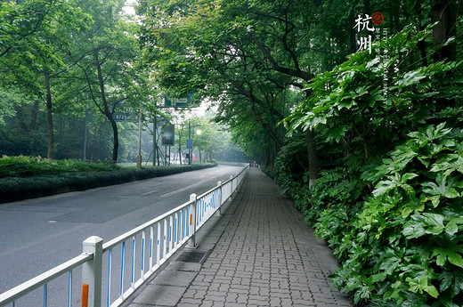 我只是想出去走走——江南慢时光。杭州&乌镇（三）-苏堤,九溪,西湖