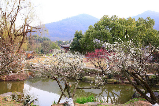 超山赏梅最后几天，去看花开花落-浙江