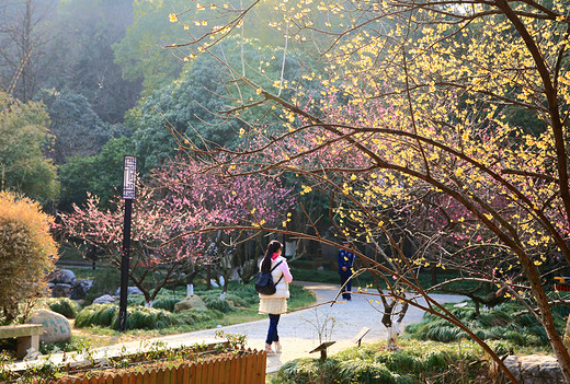 超山赏梅最后几天，去看花开花落-浙江