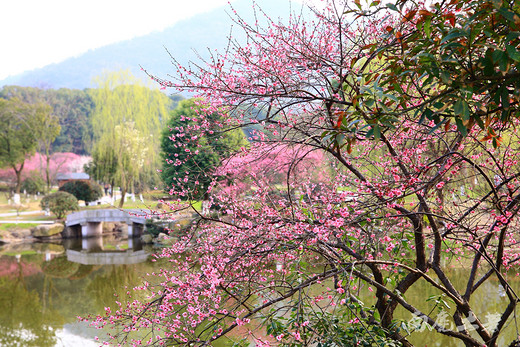 超山赏梅最后几天，去看花开花落-浙江