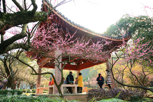 超山赏梅最后几天，去看花开花落-浙江