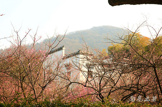 超山赏梅最后几天，去看花开花落-浙江