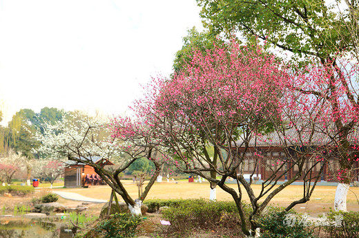 超山赏梅最后几天，去看花开花落-浙江