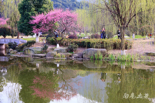 超山赏梅最后几天，去看花开花落-浙江