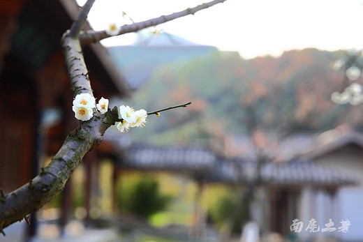 超山赏梅最后几天，去看花开花落-浙江