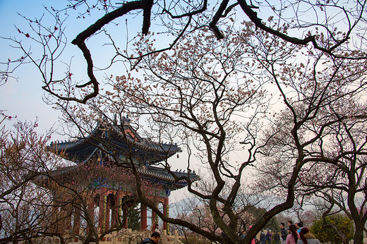 江南探梅之南京梅花山-中山陵,明孝陵