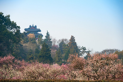 江南探梅之南京梅花山-中山陵,明孝陵