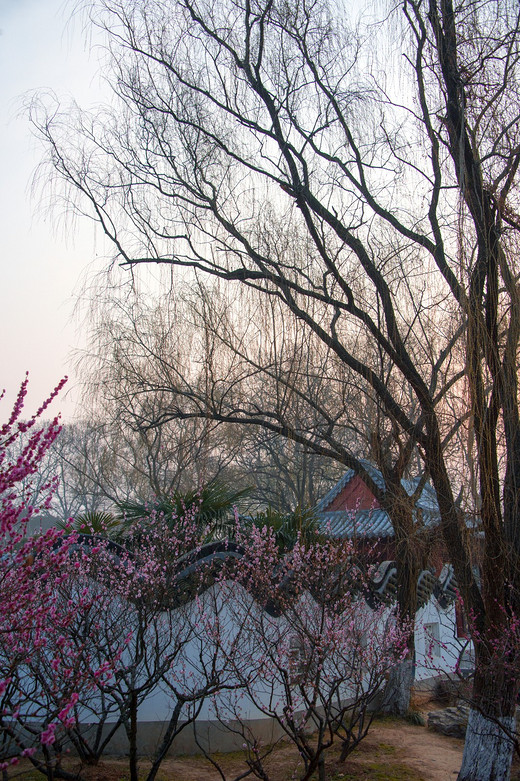 江南探梅之南京梅花山-中山陵,明孝陵