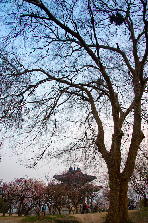 江南探梅之南京梅花山-中山陵,明孝陵