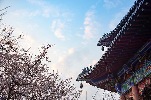 江南探梅之南京梅花山-中山陵,明孝陵