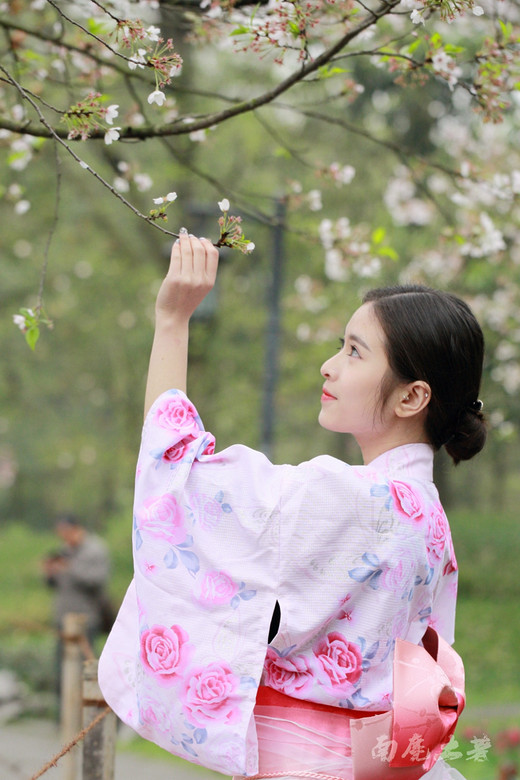 樱花季，国内妹子该不该穿和服-鼋头渚,杭州