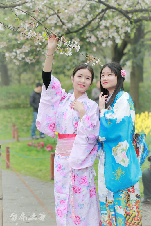 樱花季，国内妹子该不该穿和服-鼋头渚,杭州