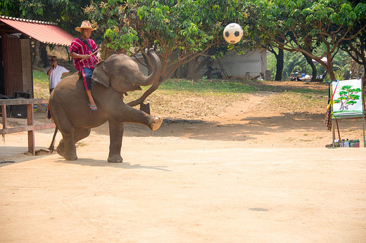 泰美丽~大象训练营-清迈,泰国