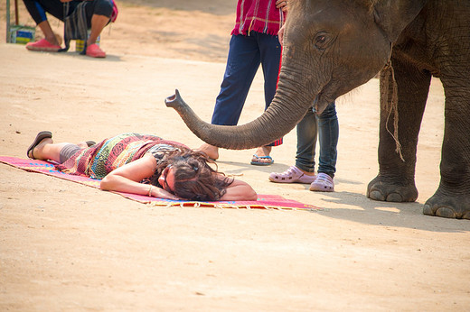 泰美丽~大象训练营-清迈,泰国