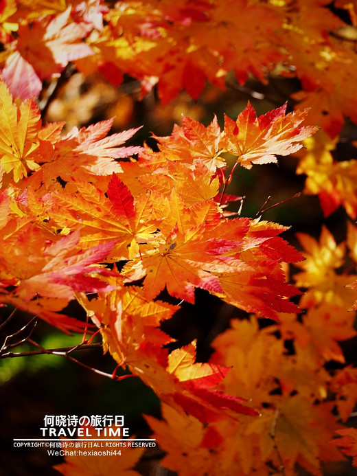 秋の日本 | 拖着婚纱去旅行（正文七：函馆、大沼公园）-札幌,函馆山,横滨,北海道