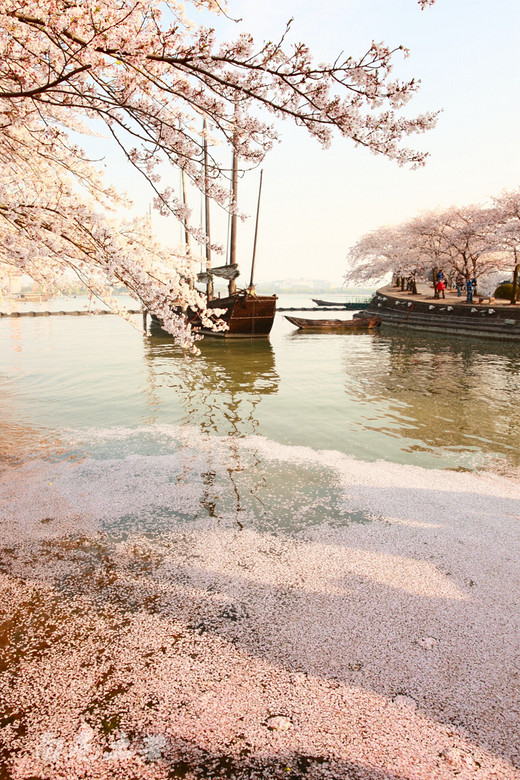樱花见多了，更美的樱花湖您见过吗-鼋头渚,无锡