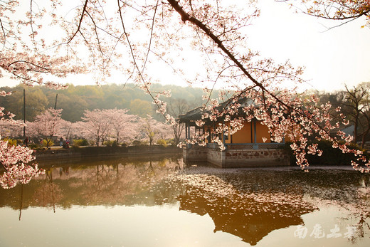 樱花见多了，更美的樱花湖您见过吗-鼋头渚,无锡