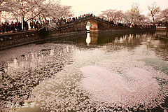 樱花见多了，更美的樱花湖您见过吗