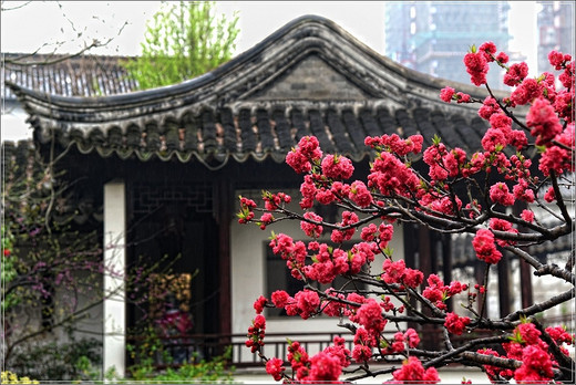 清季花草艳 雨中游太仓  ·【 南园篇】