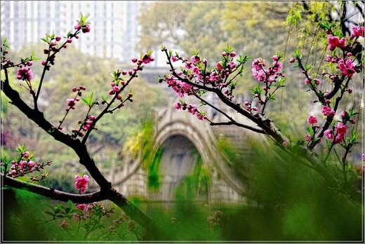 清季花草艳 雨中游太仓  ·【 南园篇】