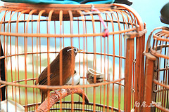 黔东南人爱玩鸟，大自然怎么办？