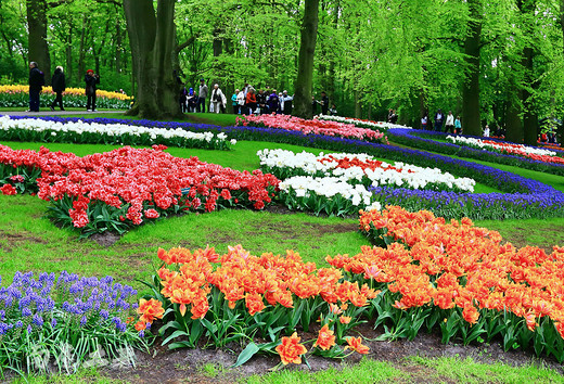 快看，荷兰现在最美了-阿姆斯特丹,库肯霍夫公园