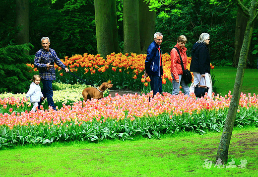 快看，荷兰现在最美了-阿姆斯特丹,库肯霍夫公园